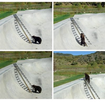Urso + skate + escadas = notícia interessante