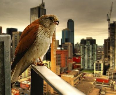 Os pássaros citadinos cantam mais alto