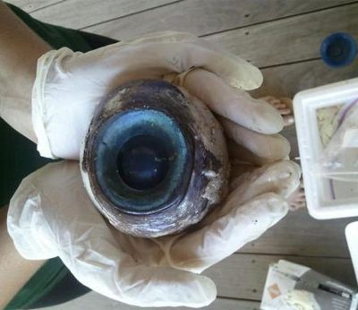 Olho gigante dá à costa na Florida