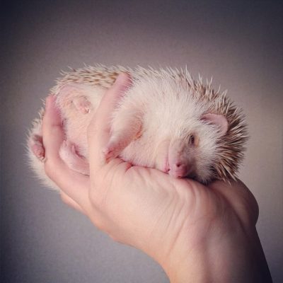 Darcy, the Flying Hedgehog