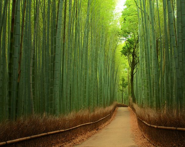 Bamboo Fores (China)