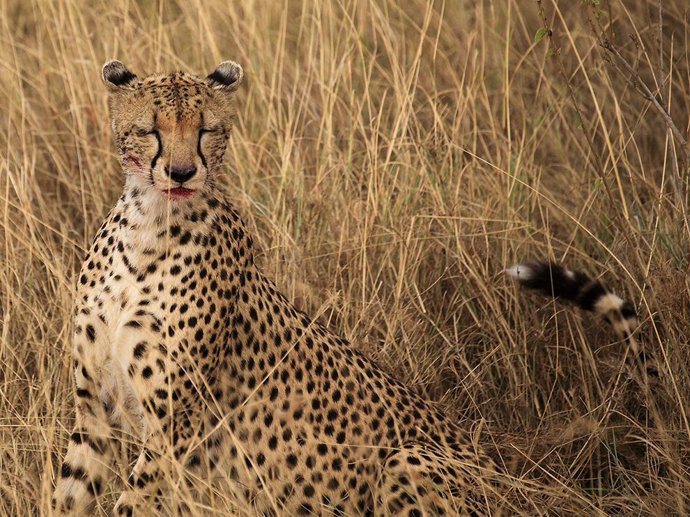 Cheetah, Serengeti