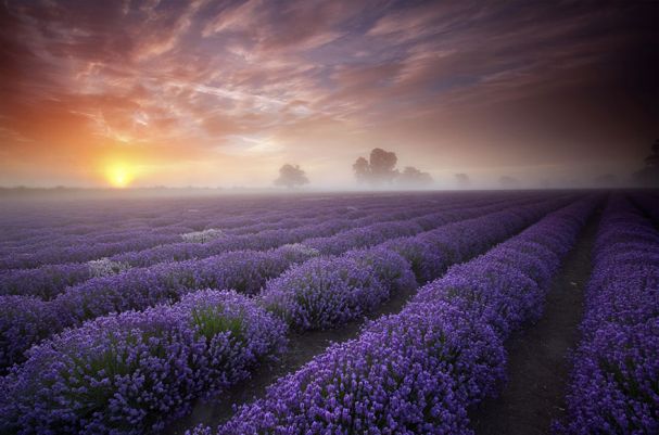 Lavender Fields (França)