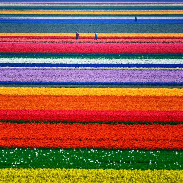 Tulip Fields (Holanda)