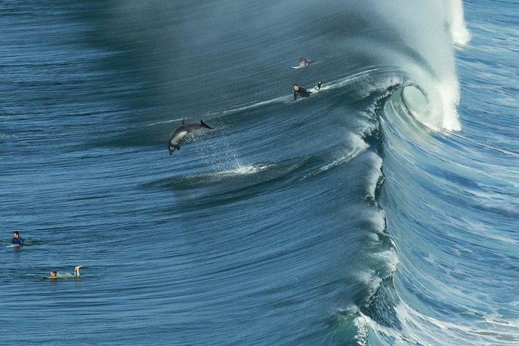 Jan. 20, 2014. A dolphin jumps out a back of a wave at Black's Beach in San Diego, Cal.