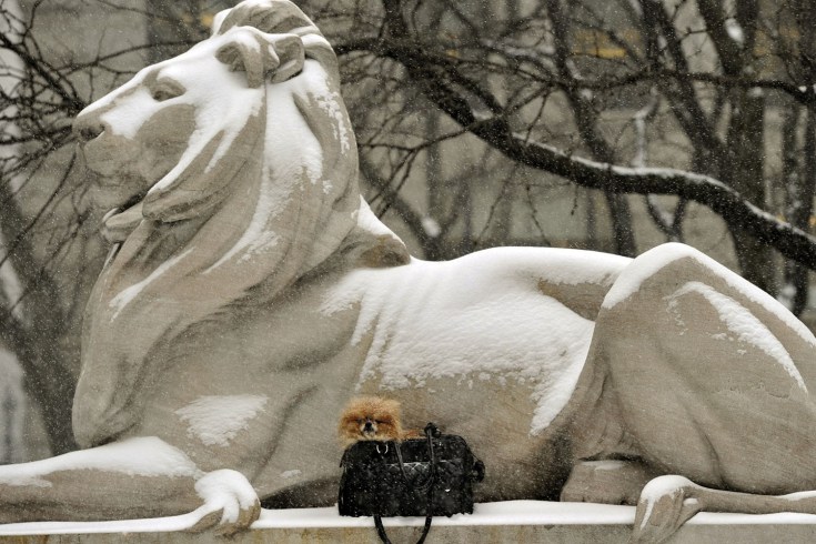 Jan. 21, 2014. A tourist puts their dog next to the New York Public Library Lion for a photo in New York as the area gets hit with a strong winter. Read more: Pictures of the Week: January 17 – January 24
