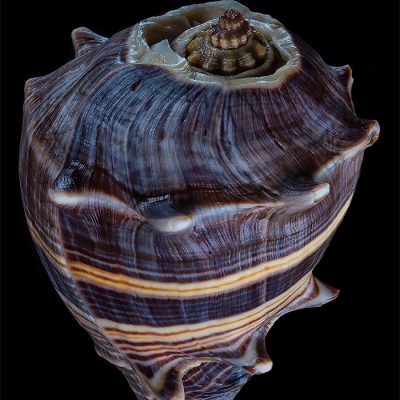 Awe-Inspiring Seashell Photos by Bill Gracey