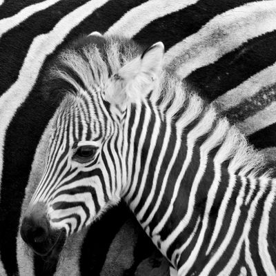 Qual é a cor da zebra?