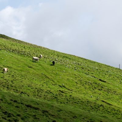 As vacas são felizes nos Açores!