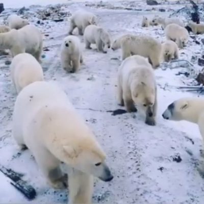 Ursos polares chegam à população – Belushya Guba