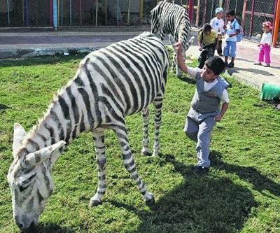 Burros-zebras… em Israel